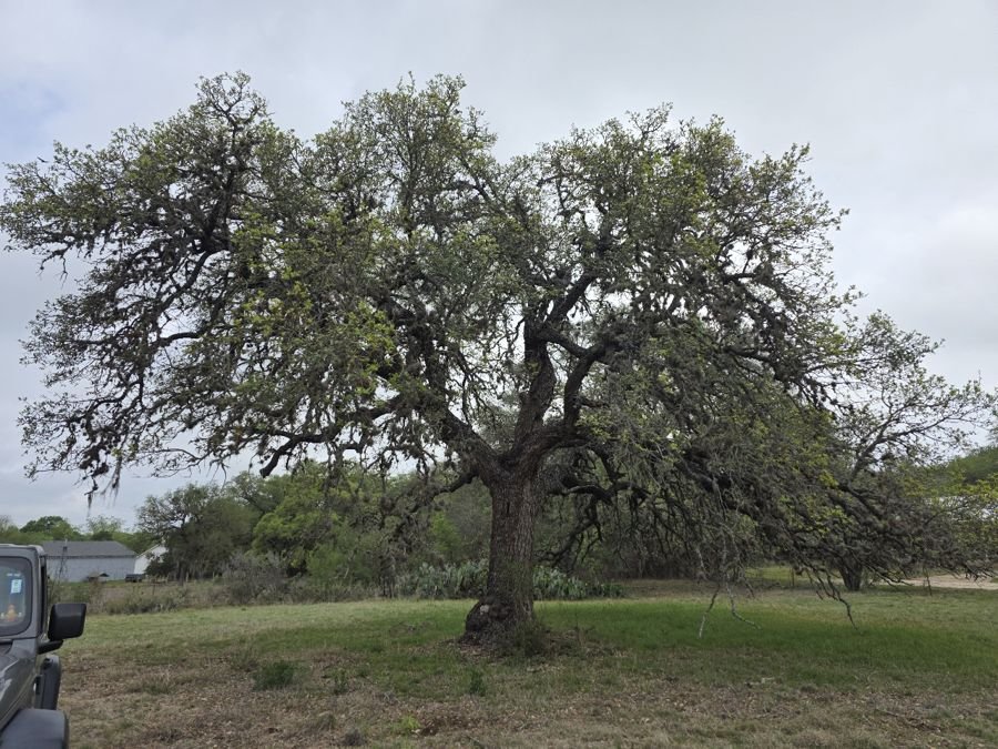 Large live oak in an open grassy field.