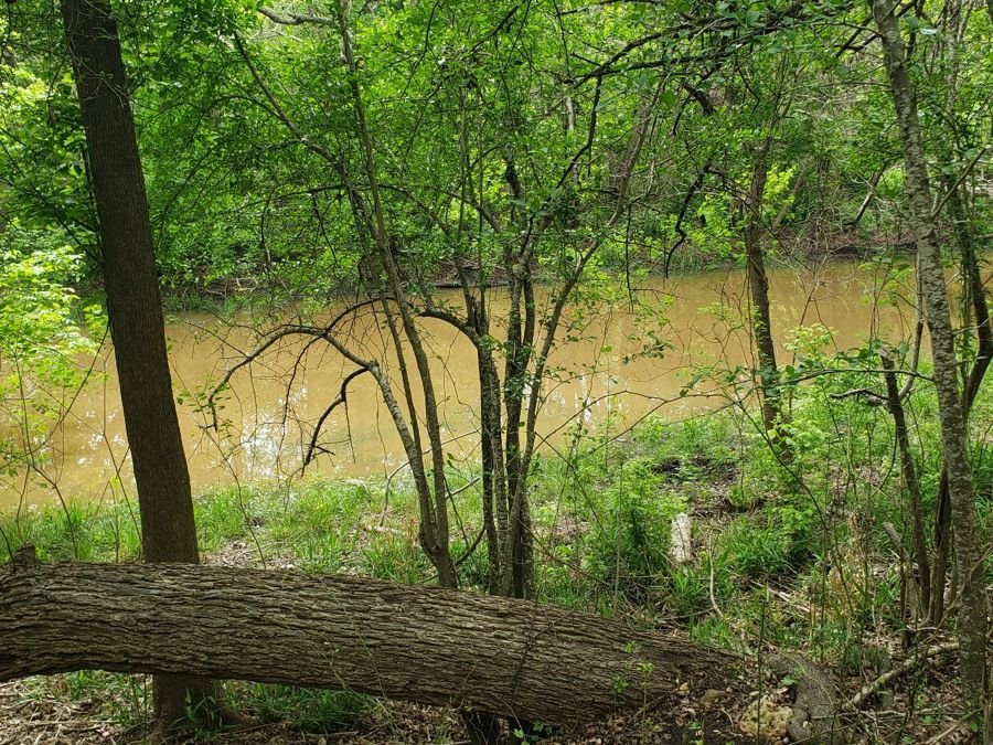 Sink Creek through the trees, with a fallen trunk in front.
